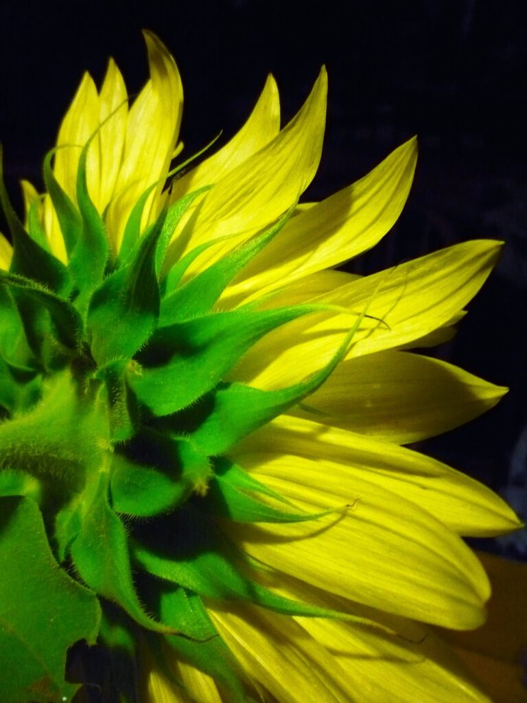 sunflower, flower, blossom-189469.jpg